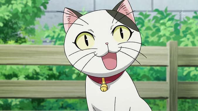 Tama Rare Calico Cat